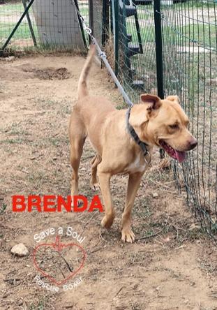 Brenda Foto 3